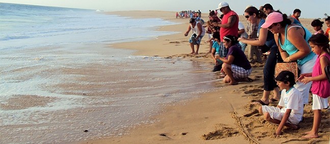 Tortugueros Las Playitas, Todos Santos