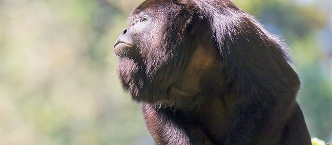 Reserva de la Biosfera Montes Azules, Montes Azules