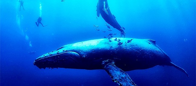 Reserva de la Biosfera Archipiélago de Revillagigedo, Los Cabos