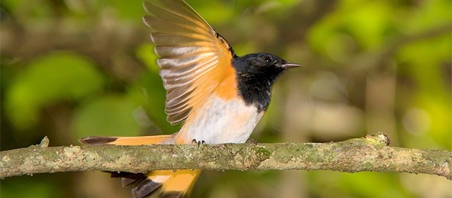 Parque Nacional Palenque, Palenque