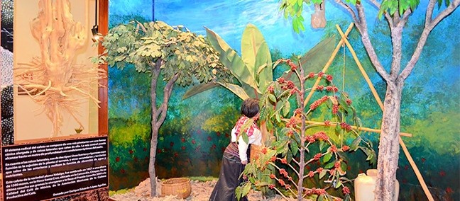 Museo del Café de Chiapas, Tuxtla Gutiérrez
