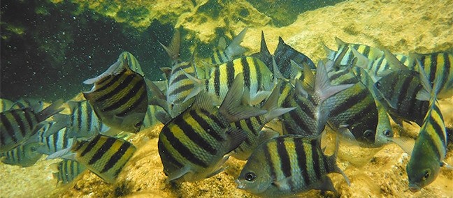 Laguna Yal-ku, Akumal