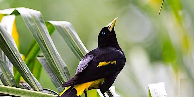 Nogalito Eco Park, Puerto Vallarta