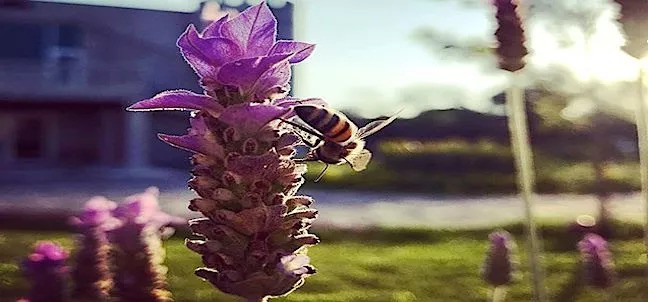 Tierra de Aromas, Tequisquiapan