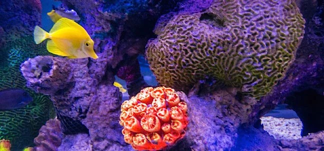 Acuario del Bajío, León