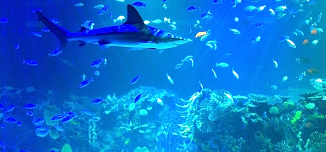 Acuario del Bajío, León