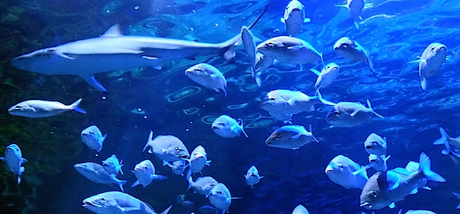 Acuario del Bajío, León