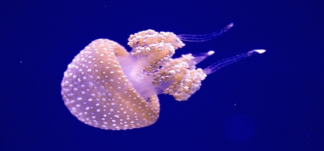 Acuario del Bajío, León