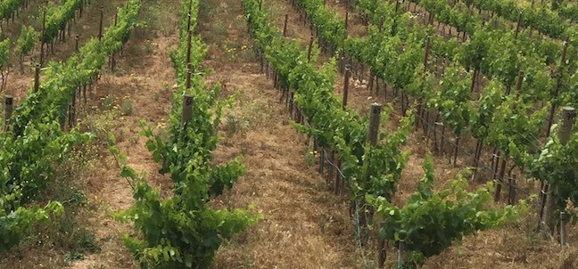 Clos de Tres Cantos, Valle de Guadalupe