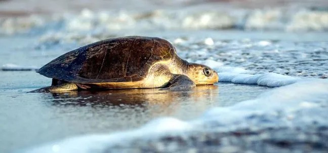 Liberación de Tortugas, San Francisco ( San Pancho )