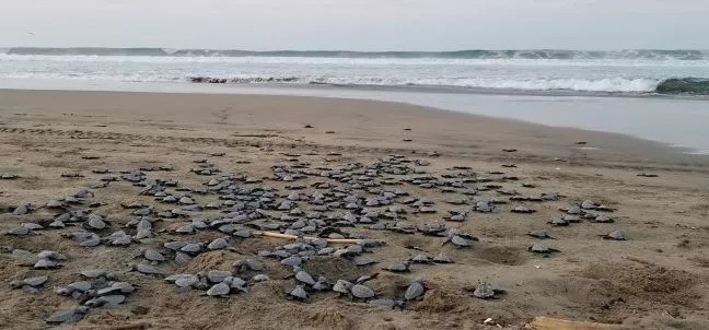 Campamento Tortuguero ECOT, Troncones