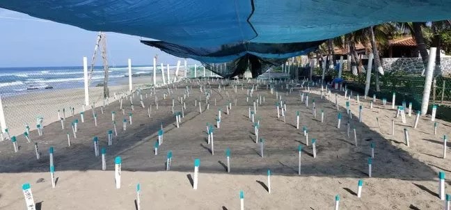 Campamento Tortuguero ECOT, Troncones