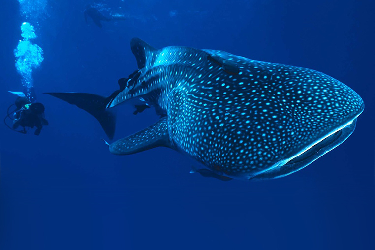 Nado con Tiburón Ballena, Los Cabos