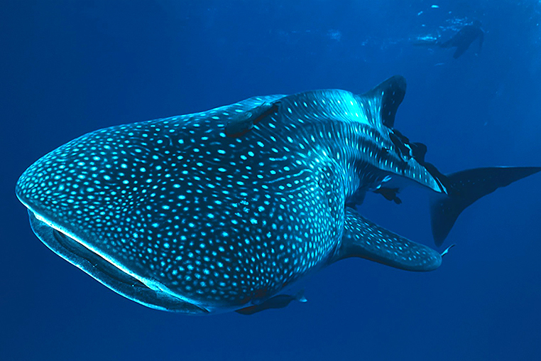 Nado con Tiburón Ballena, Los Cabos