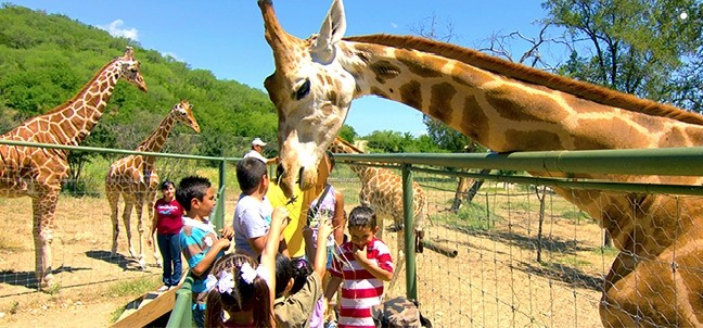 Bioparque Estrella, Monterrey