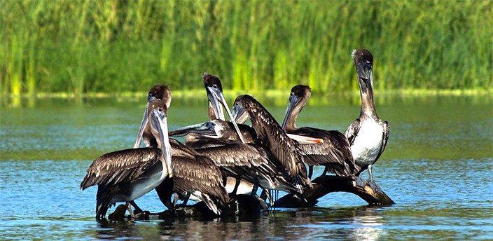 Laguna de Manialtepec, Puerto Escondido