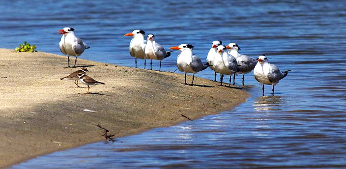 Laguna de Manialtepec, Puerto Escondido
