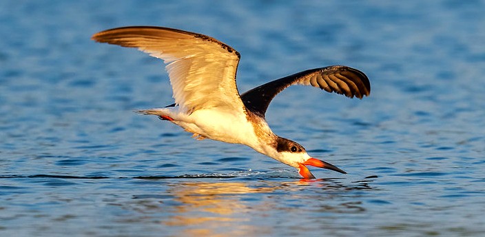 Laguna de Manialtepec, Puerto Escondido