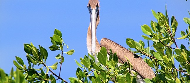 Parque Nacional Lagunas de Chacahua, Puerto Escondido