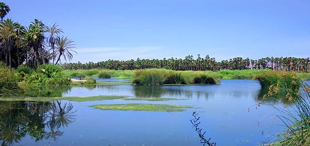 Estero San José, Los Cabos