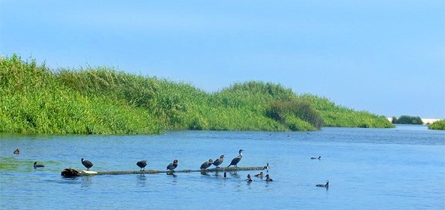 Estero San José, Los Cabos
