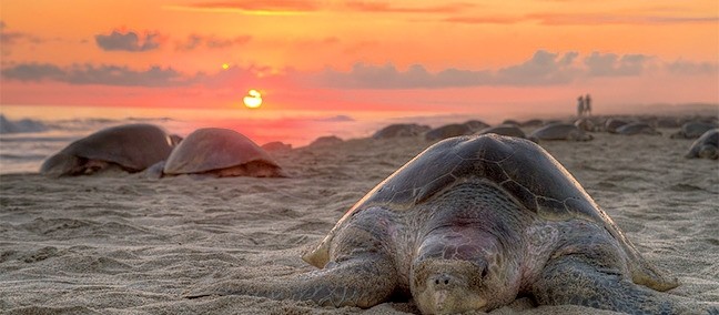 Mazunte, Puerto Escondido
