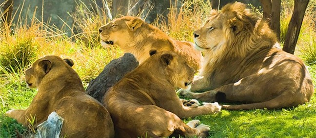 Africam Safari, Puebla