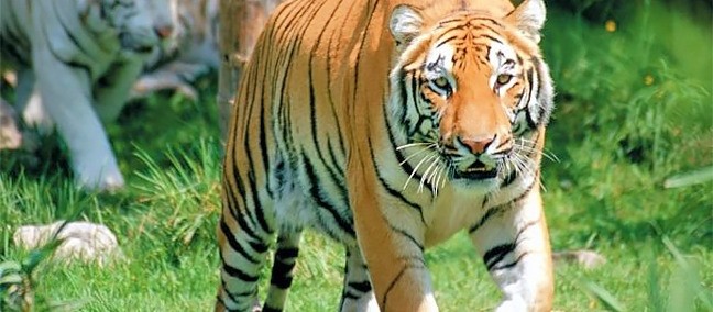 Africam Safari, Puebla