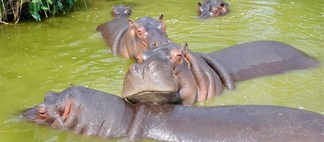 Africam Safari, Puebla