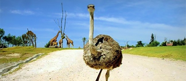 Africam Safari, Puebla