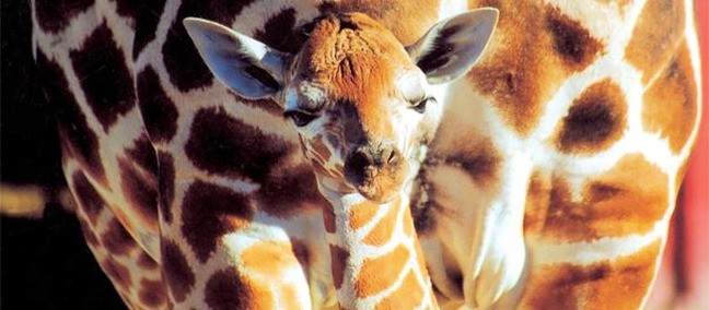 Africam Safari, Puebla