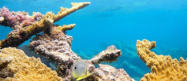 Jungle Tours, Cancún