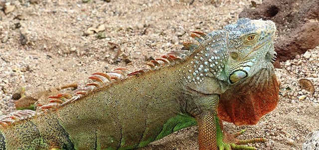 El Serpentario, La Paz