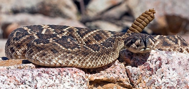 El Serpentario, La Paz