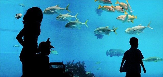 Gran Acuario Mazatlán, Mazatlán