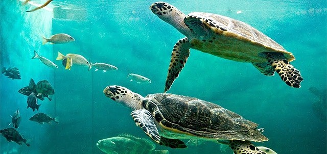 Gran Acuario Mazatlán, Mazatlán