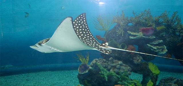 Gran Acuario Mazatlán, Mazatlán