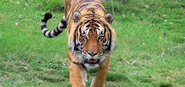 Zoológico Tamatán, Ciudad Victoria