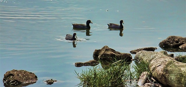 Laguna del Carpintero, Tampico