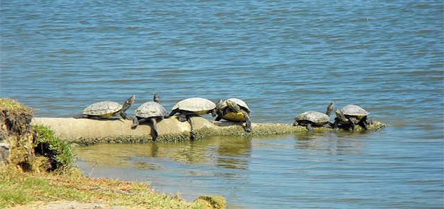 Laguna del Carpintero, Tampico