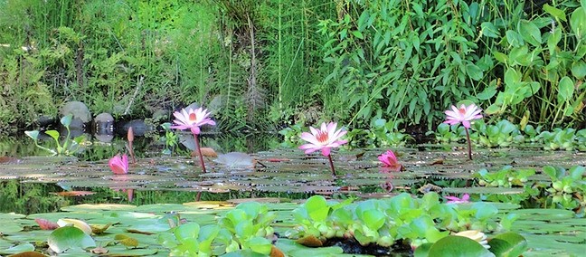 Jardín Botánico Francisco Javier Clavijero, Xalapa