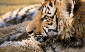 Bosque y Zoológico de la Ciudad
