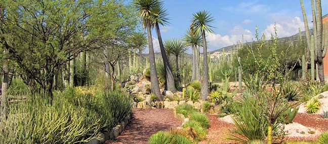 Jardín Botánico Helia Bravo Hollis, Tehuacán