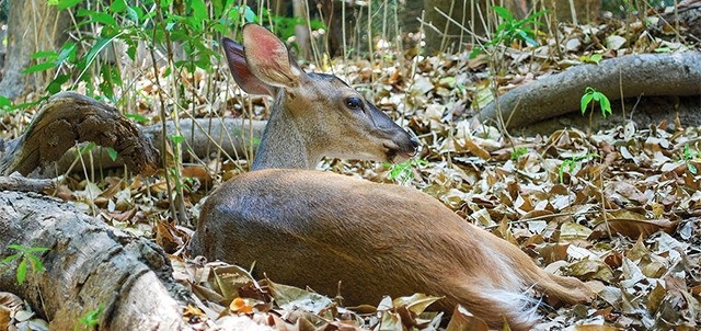 Zoológico Miguel Álvarez del Toro, Tuxtla Gutiérrez