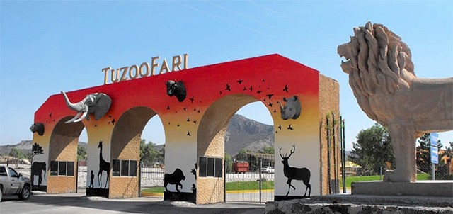 Tuzoofari, Pachuca