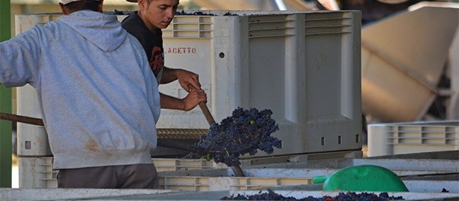 L. A. Cetto, Valle de Guadalupe