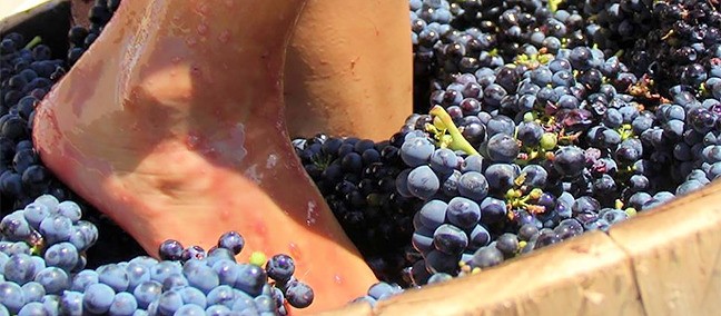L. A. Cetto, Valle de Guadalupe
