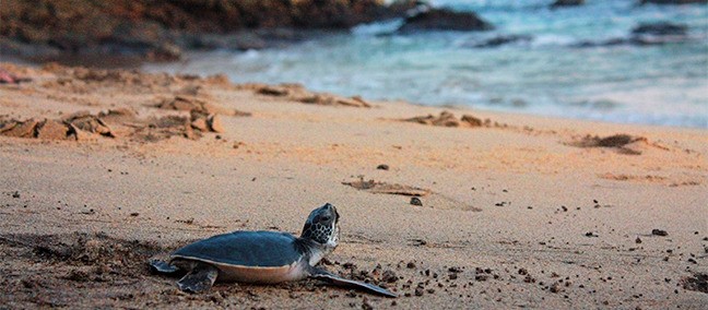 Centro Mexicano de la Tortuga, Mazunte
