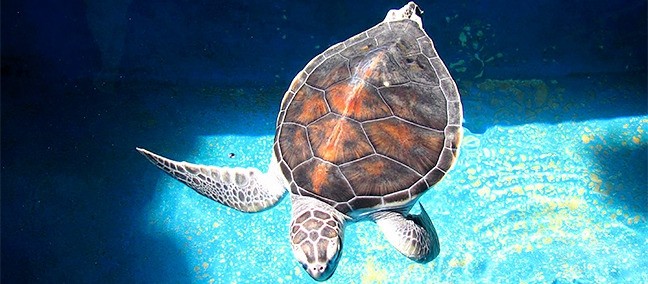 Centro Mexicano de la Tortuga, Mazunte