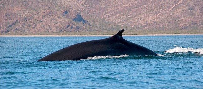 Avistamiento de Ballenas, Loreto